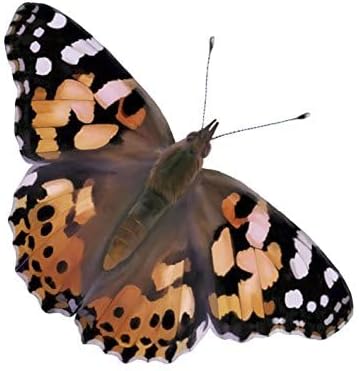Insect Lore Cup of Caterpillars | 5 Live Caterpillars for Butterfly Garden | Refill for Painted Lady Butterfly Kit | Stickers & Chrysalis Log | STEM Learning Activity