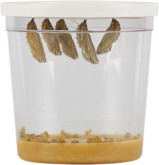 Insect Lore Cup of Caterpillars | 5 Live Caterpillars for Butterfly Garden | Refill for Painted Lady Butterfly Kit | Stickers & Chrysalis Log | STEM Learning Activity