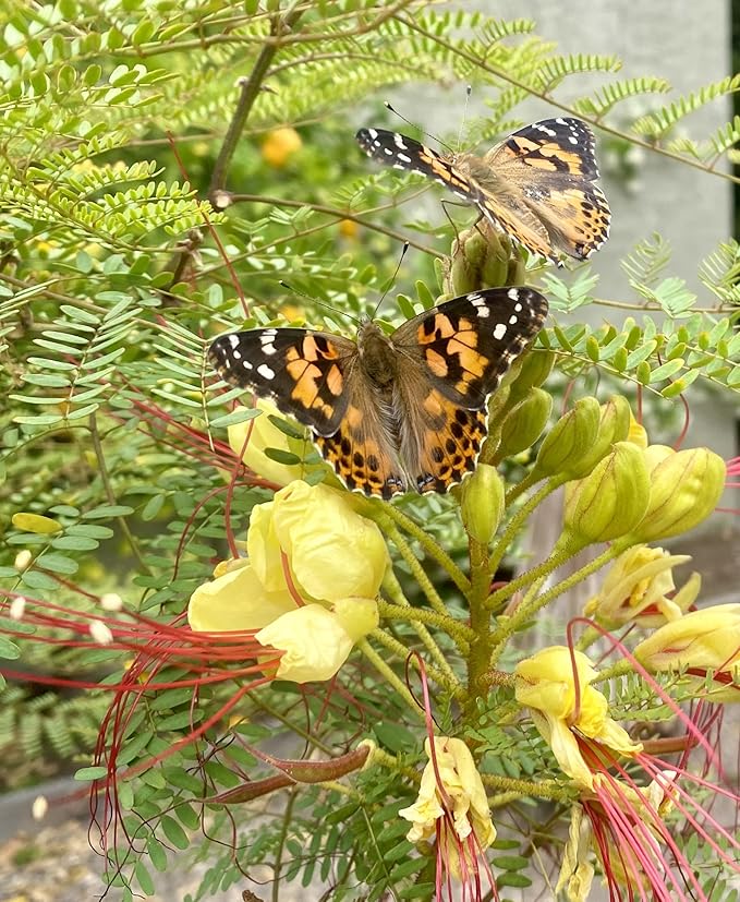 Insect Lore Giant Butterfly Garden with Voucher | 18 Inch Habitat | Life Cycle Figurines Included | Voucher to Redeem 5 Baby Caterpillars Later | Raise Painted Lady Butterflies