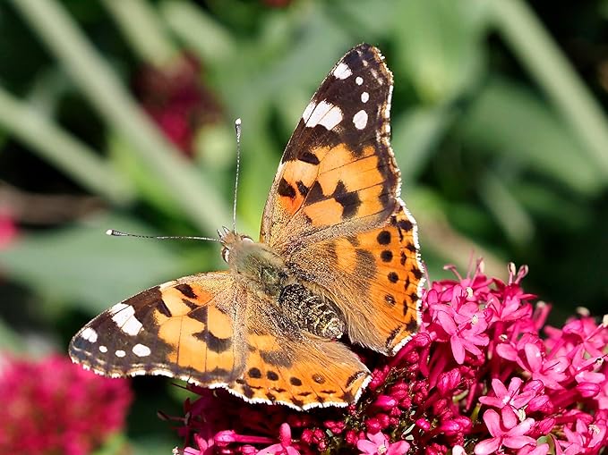 Insect Lore Cup of Caterpillars™ Basic | 5 Live Baby Painted Lady Caterpillars | Refill for Habitat Kit | Caterpillars and Food Included