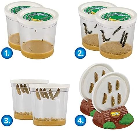 Insect Lore Butterfly Garden | Original 12" Habitat and Two Cups of Live Baby Caterpillars | Life Science & STEM Education Kit