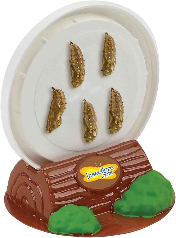 Insect Lore Cup of Caterpillars | 5 Live Caterpillars for Butterfly Garden | Refill for Painted Lady Butterfly Kit | Stickers & Chrysalis Log | STEM Learning Activity